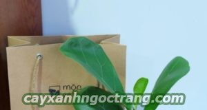 Có thể lựa chọn cây làm quà tặng tới người thân