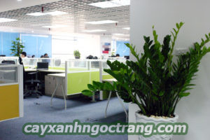 cay-canh-noi-that-3-300x200 Cách lựa chọn cây cảnh nội thất trong trang trí nhà ở.