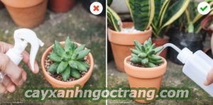 cay-canh-van-phong-1-300x240 Hướng dẫn cách chăm sóc cây cảnh văn phòng.