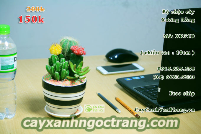 Cây Xương Rồng không cần tốn quá nhiều công chăm sóc mà cây vẫn luôn khỏe mạnh