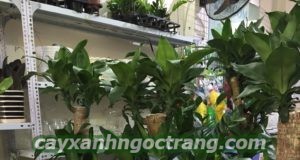 Cây hạnh phúc thường được lựa chọn làm quà tặng trong những dịp đặc biệt