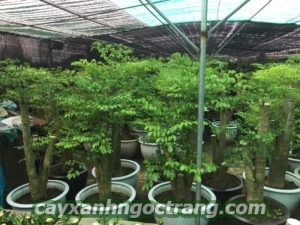 cay-hanh-phuc-2-300x225 Cây Hạnh Phúc