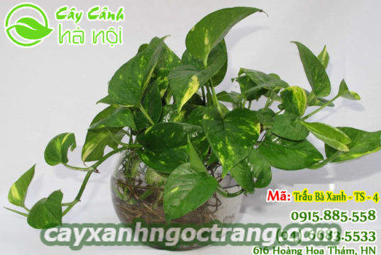 Cây Trầu Bà hợp mệnh Thổ