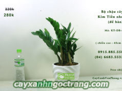 Cây Kim Tiền rất hợp với những người mệnh Hỏa