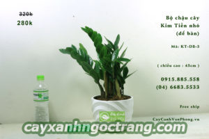 cay-kim-tien-1-300x200 Cây Kim Tiền