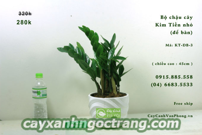 Cây Kim Tiền rất hợp với những người mệnh Hỏa