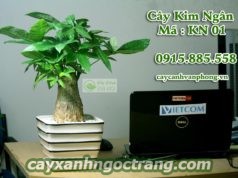 Cây Kim Ngân cho người tuổi Tuất