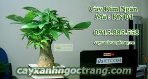 Cây Kim Ngân cho người tuổi Tuất