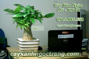 cay-phong-thuy-kim-tien-1-300x225 Cây phong thủy hợp tuổi thu hút tài lộc