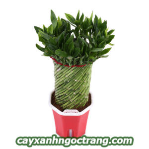 cay-qua-tang-01-225x300 Cây quà tặng khai trương ý nghĩa năm 2018