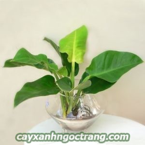 cay-thuy-canh-225x300 Những loại cây thủy canh để bàn được yêu thích.