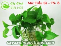 Là loài cây thân leo có thể thích nghi ở tất cả các môi trường sống