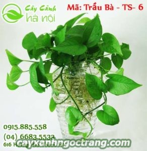 cay-trau-ba-vang1-300x225 Cây Trầu Bà