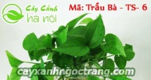 Là loài cây thân leo có thể thích nghi ở tất cả các môi trường sống