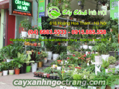 Dịch vụ cho thuê cây cảnh tại Hà Nội