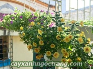 hoa-ban-cong-da-yen-thao-300x225 Những loài hoa ban công được ưa chuộng nhất hiện nay.