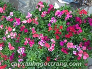 hoa-da-yen-thao-7-300x225 Hoa Dạ Yến Thảo