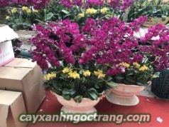 Lan Hồ Điệp giúp không gian sống của bạn trở nên lộng lẫy