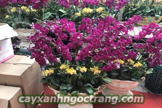 Lan Hồ Điệp giúp không gian sống của bạn trở nên lộng lẫy